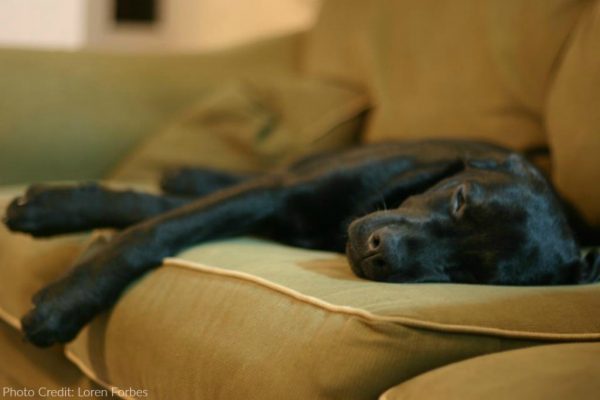 Tired Dog on Thanksgiving